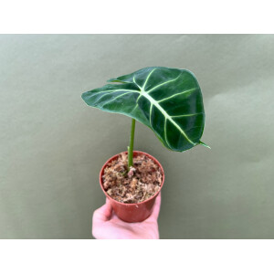 Alocasia frydek dorayaki