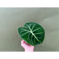 Alocasia frydek dorayaki