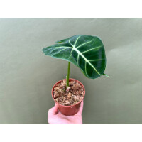 Alocasia frydek dorayaki