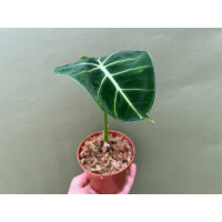 Alocasia frydek dorayaki