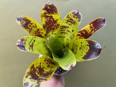 Neoregelia kautskyi