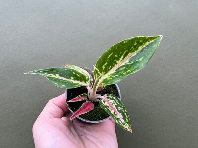  Aglaonema Night Sparkle 