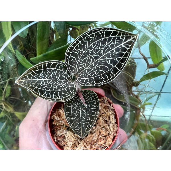  Anoectochilus sikkimensis 