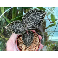  Anoectochilus sikkimensis 