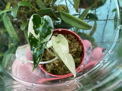 Alocasia bambino variegata Babyplant