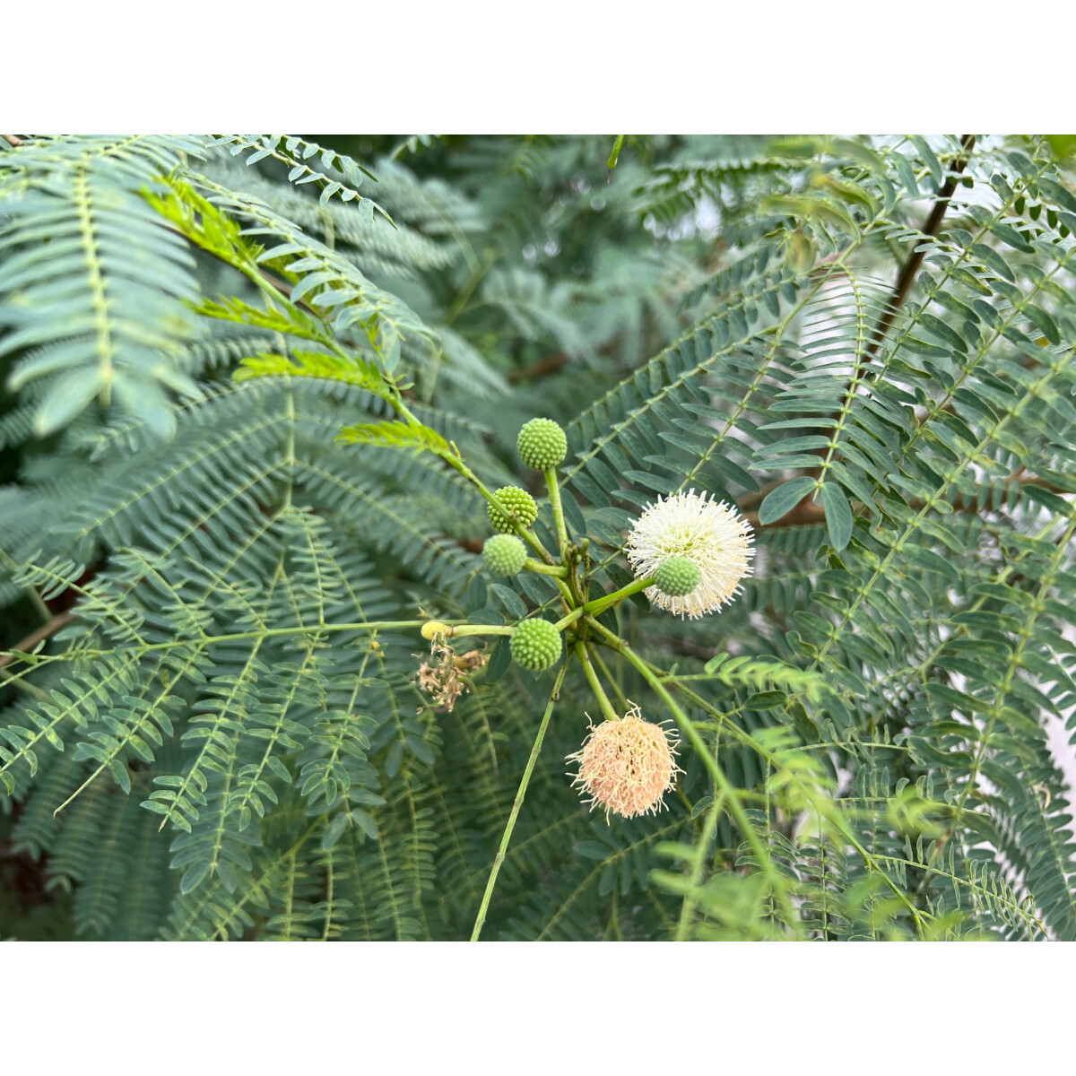Weißkopfmimose Leucaena leucocephala 10 Samen