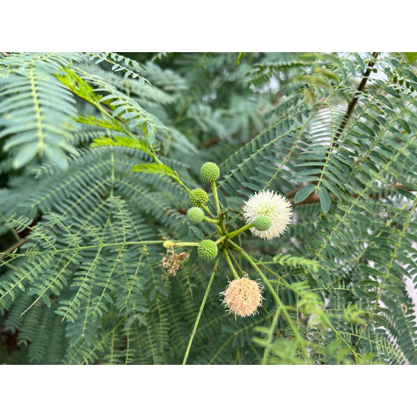 Weißkopfmimose Leucaena leucocephala 10 Samen