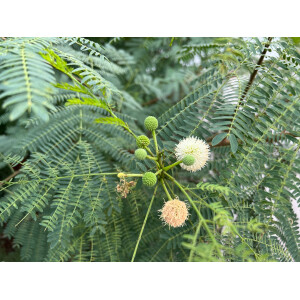 Weißkopfmimose Leucaena leucocephala 10 Samen