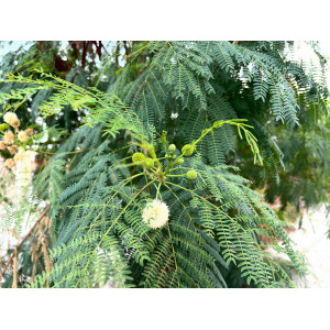 Weißkopfmimose Leucaena leucocephala 10 Samen