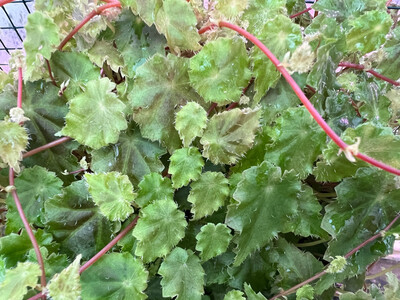 begonia maurandiae rare