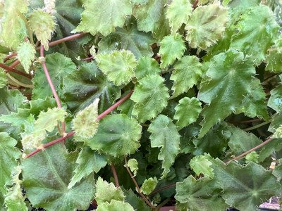 begonia maurandiae rare