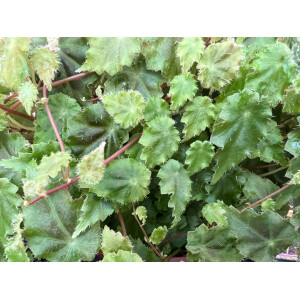 Begonia maurandiae selten