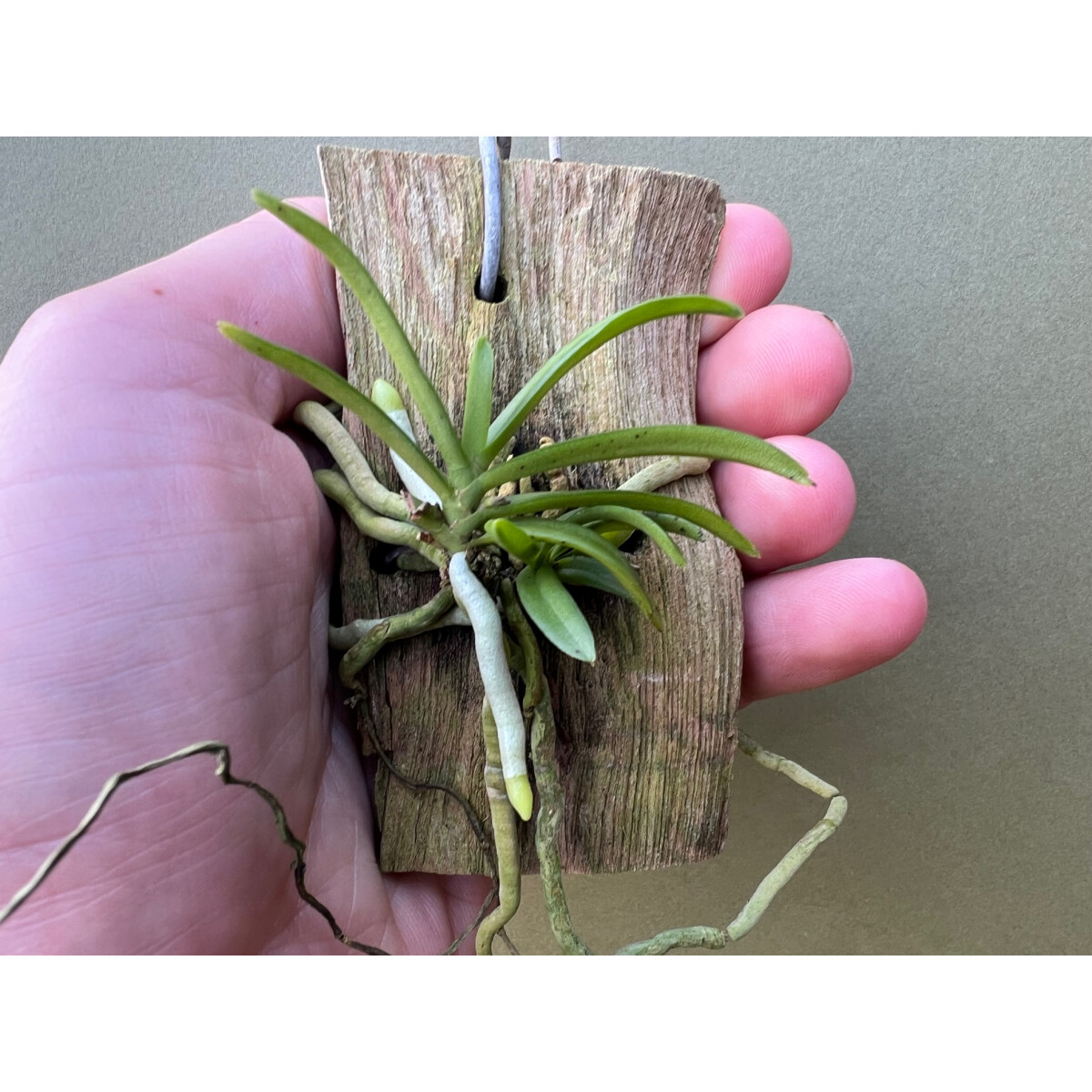 Trichoglottis triflora