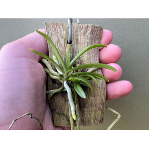 Trichoglottis triflora