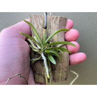 Trichoglottis triflora