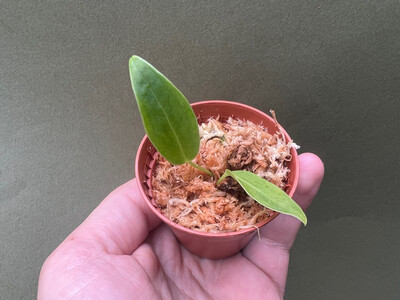 Anthurium warocqueanum Narrow Form Babyplant