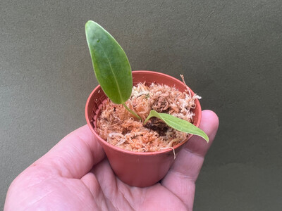 Anthurium warocqueanum Narrow Form Babyplant