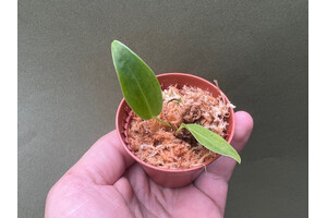 Anthurium warocqueanum Narrow Form Babyplant