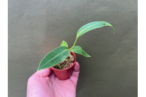 Anthurium warocqueanum Narrow Form S