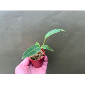 Anthurium warocqueanum Narrow Form S