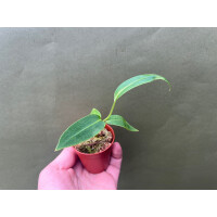 Anthurium warocqueanum Narrow Form S