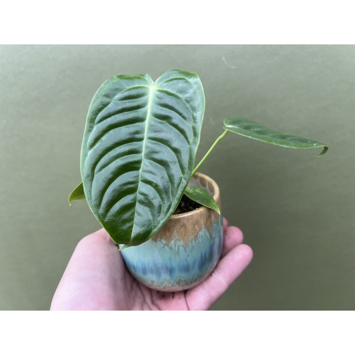 Anthurium veitchii S box