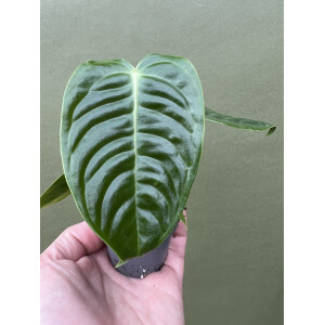 Anthurium veitchii S