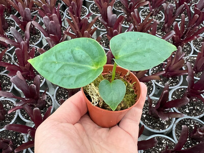 Anthurium Crystallinum x Luxurians S