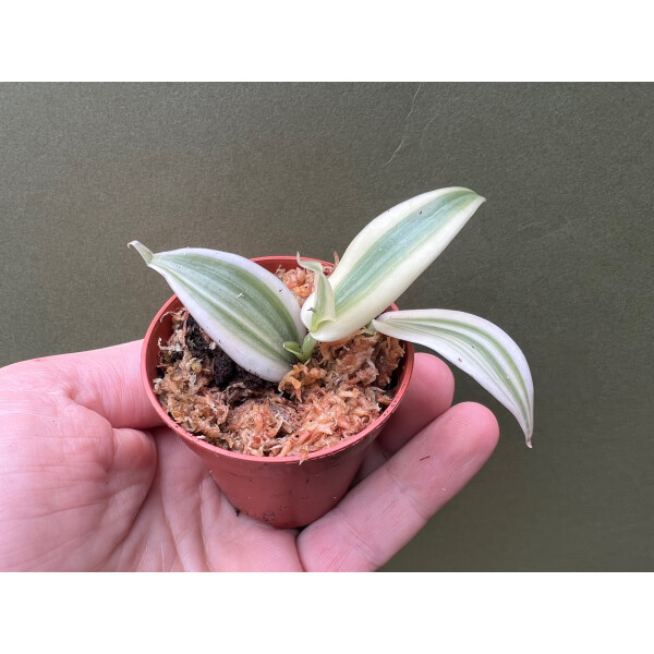 Vanilla planifolia albo variegata