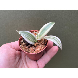 Vanilla planifolia albo variegata