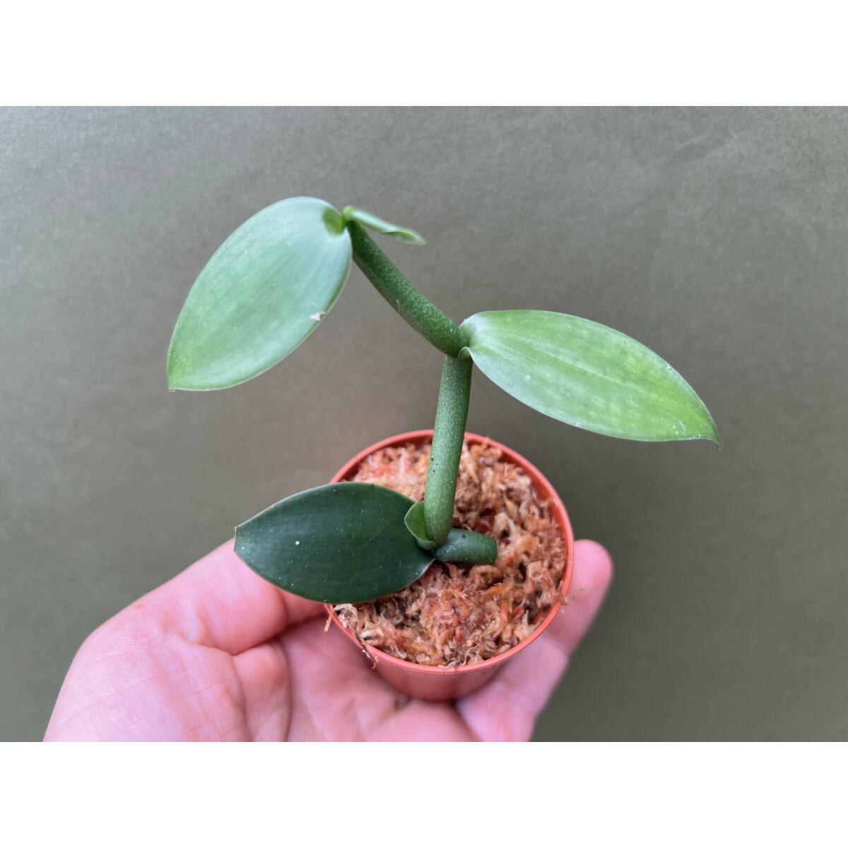 Vanilla imperialis Ableger