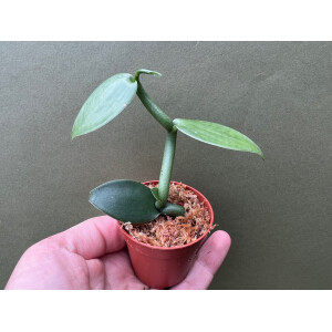 Vanilla imperialis Ableger
