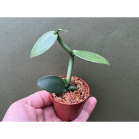 Vanilla imperialis Ableger