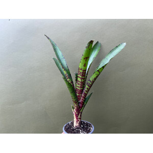 Neoregelia ampullacea giant red