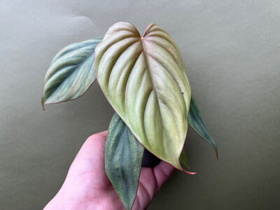 Philodendron sp. Colombia Babyolant