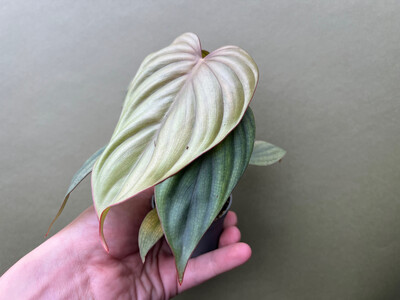 Philodendron sp. Colombia Babyolant