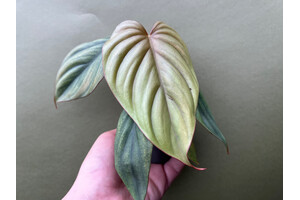 Philodendron sp. Colombia Babyplant
