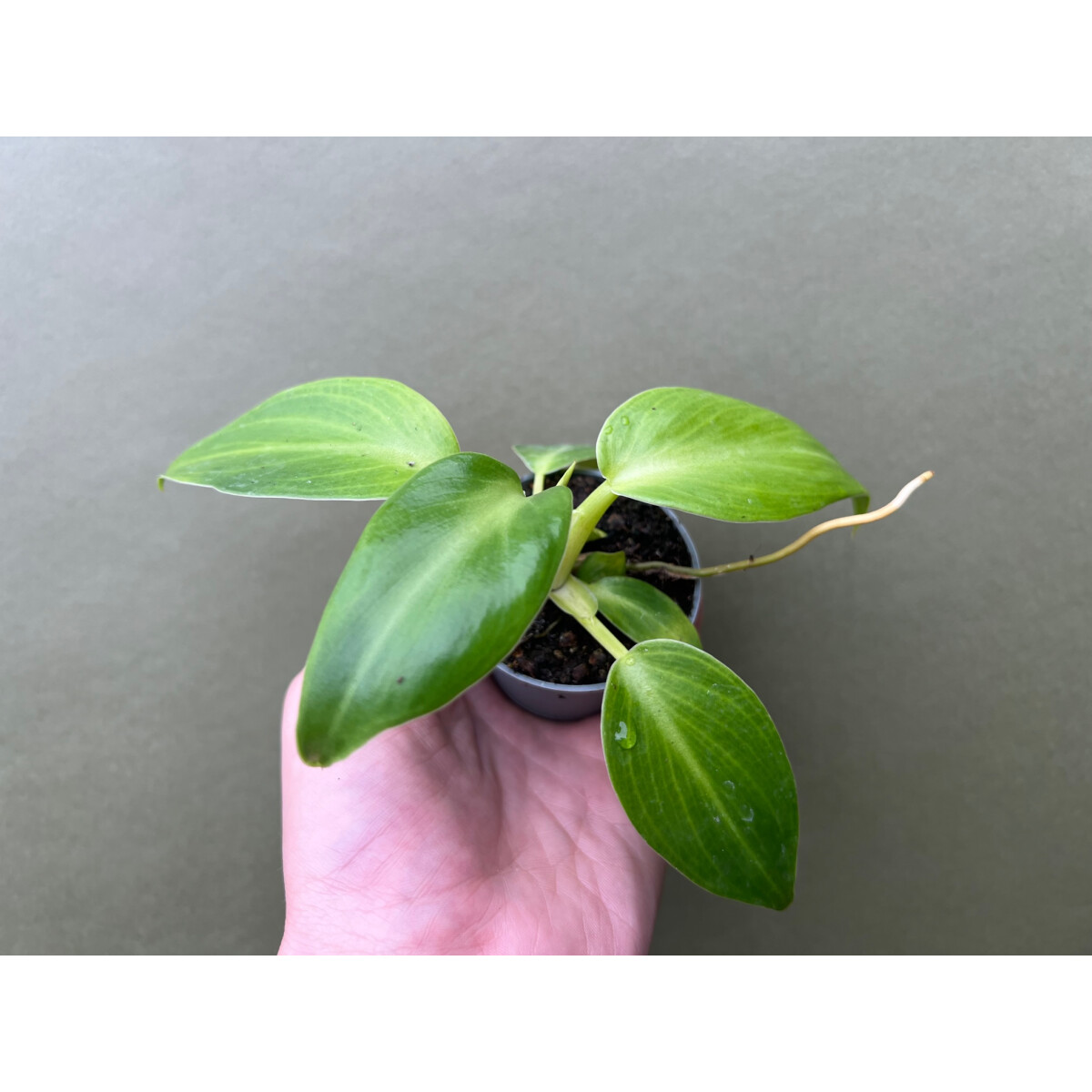 Philodendron rugosum Babyplant