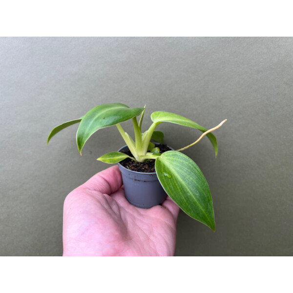 black gold snake plant dwarf Snake Plant Black Gold