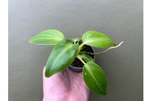 Philodendron rugosum Babyplant