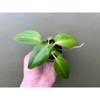 Philodendron rugosum Babyplant