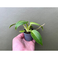 Philodendron rugosum Babyplant