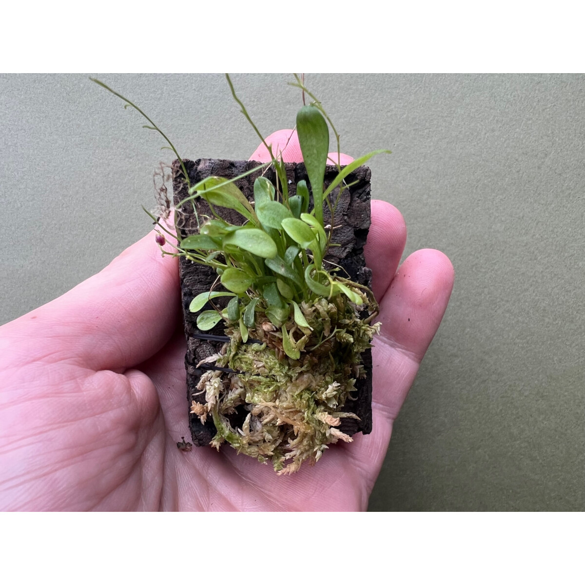 Platystele scopulifera box