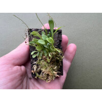 Platystele scopulifera