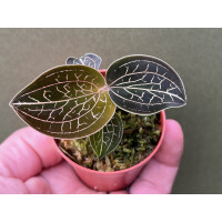 Anoectochilus chapaensis