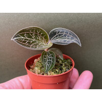 Anoectochilus chapaensis