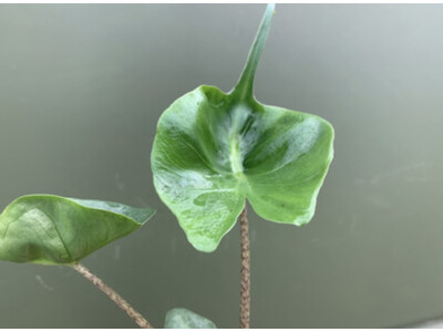 Alocasia Stingray Rhizom