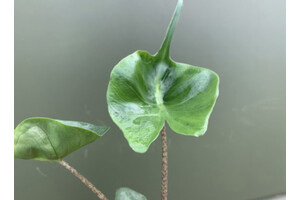 Alocasia Stingray Rhizom