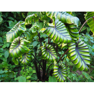 Colocasia Pharaohs Mask Rhizom
