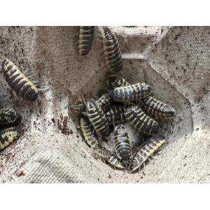 Porcellio ornatus High Yellow
